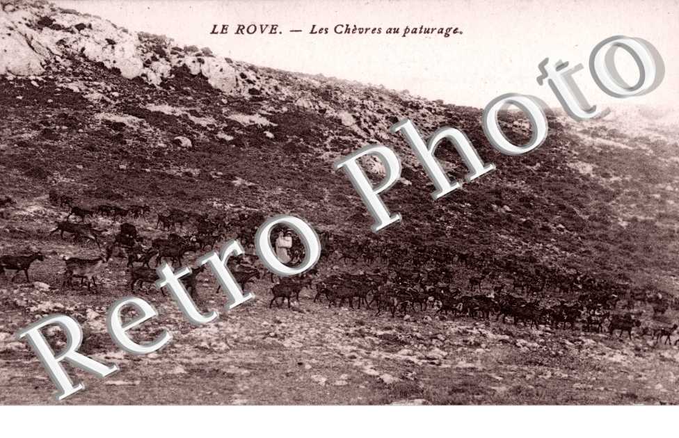 Les chevres au paturage