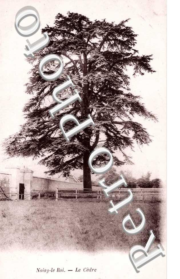Le Cedre