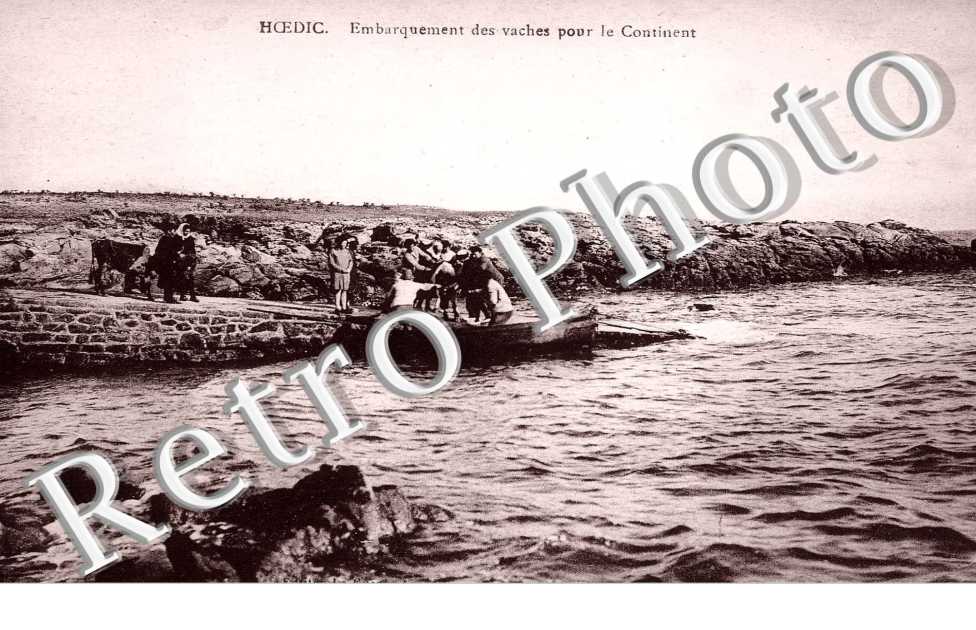 Embarquement des vaches pour le Continent