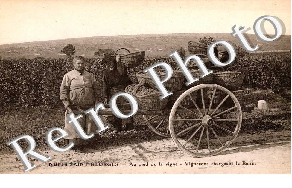 au pied de la vigne - vignerons chargeant le raisin