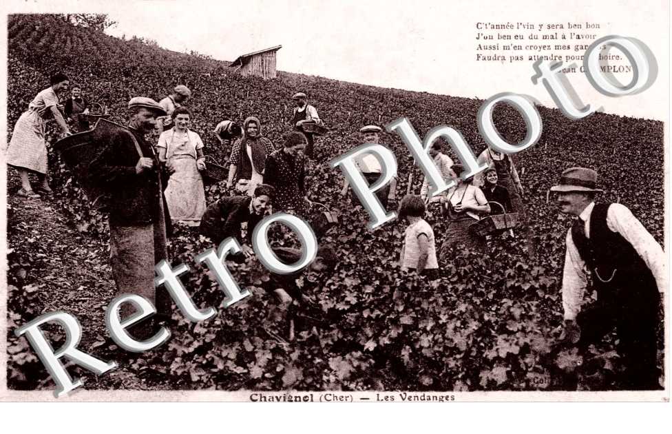 chavignol les vendanges