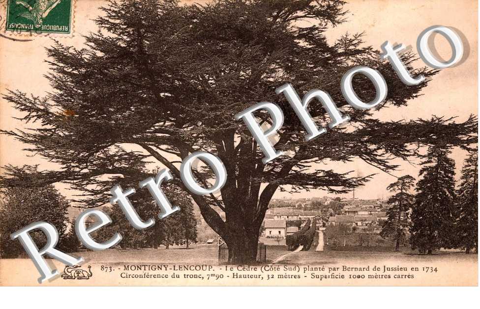 Le cedre plante par Bernard de Jussieu en 1734