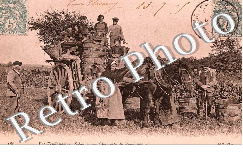 Les vendanges en Sologne - charrette de vendangeurs