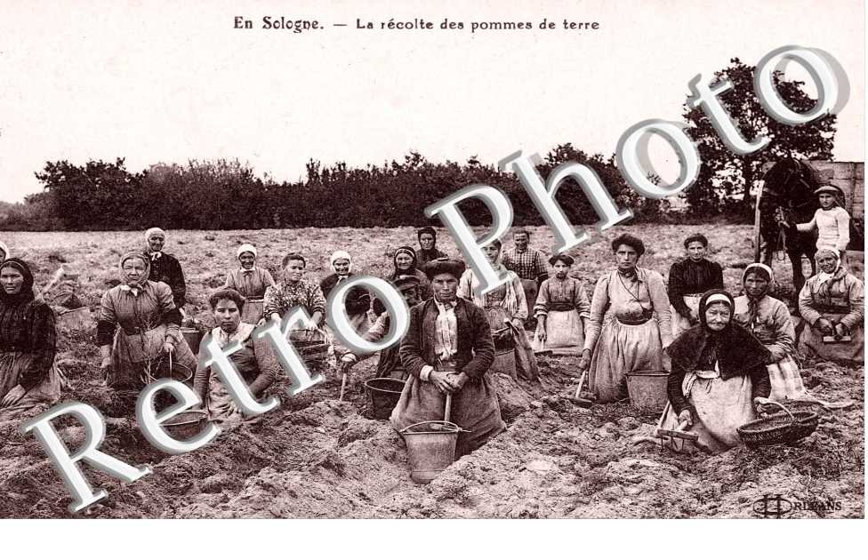 la recolte des pommes de terre