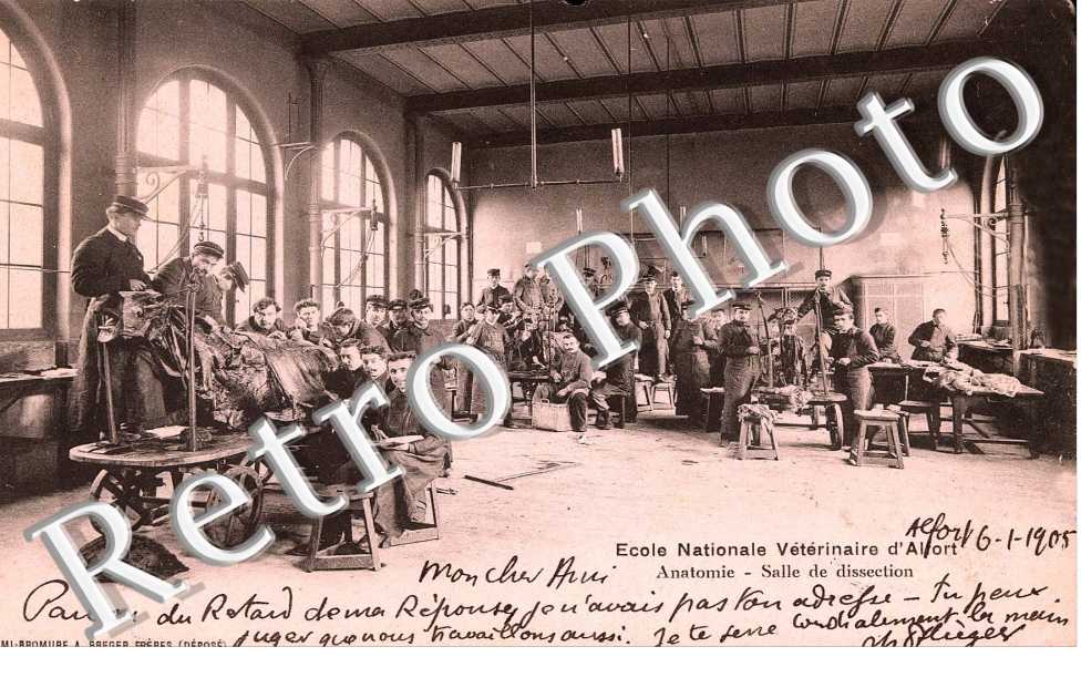 Ecole Nationale Veterinaire d'Alfort  Anatomie  Salle de dissection