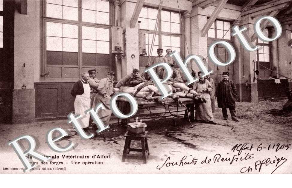 ecole nationale veterinaire Cours des forges Une operation