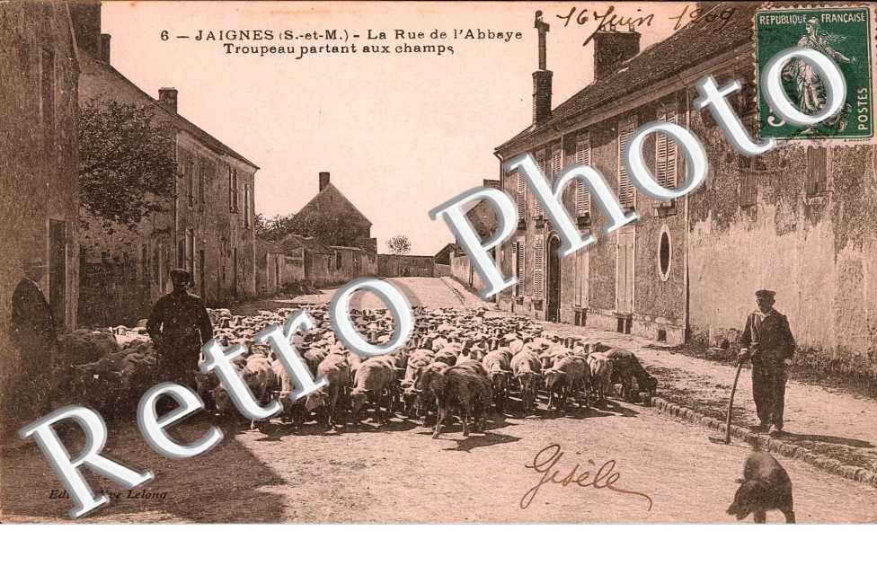 la rue de l'Abbaye, troupeau partant aux champs