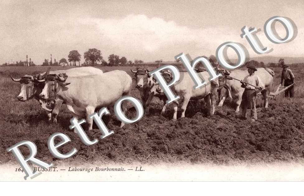 labourage bourbonnais