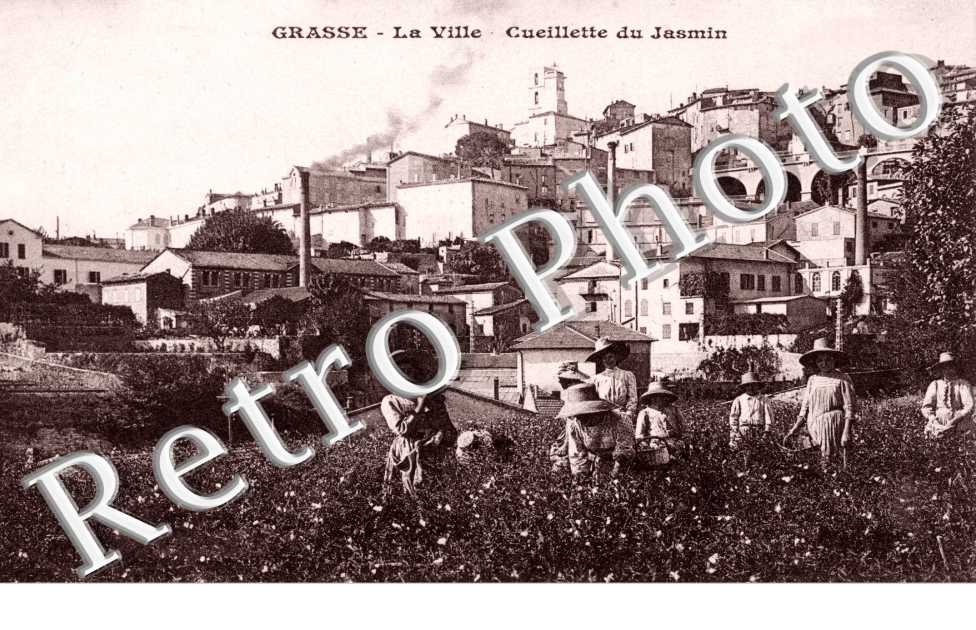 Cueillette du Jasmin