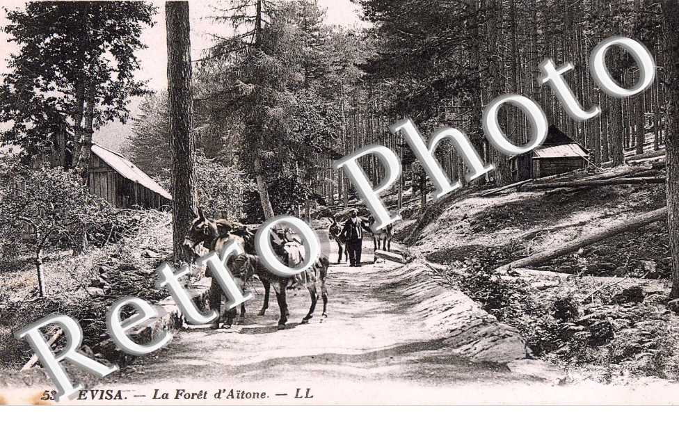 Foret d'Aitone