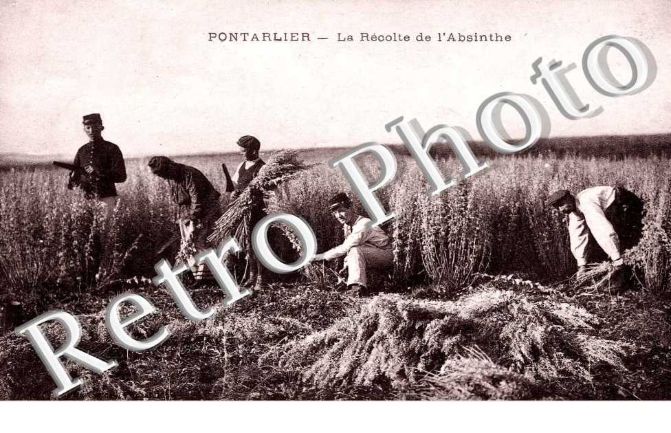 la recolte de l'Absinthe