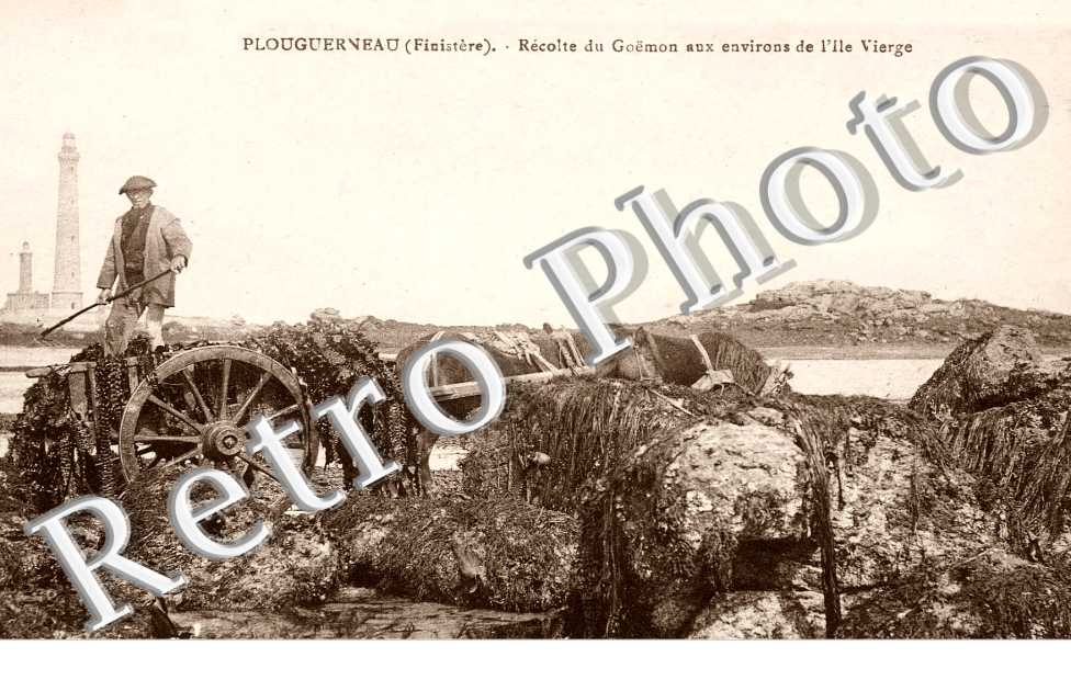 recolte du Goëmon aux environs de l'ile vierge