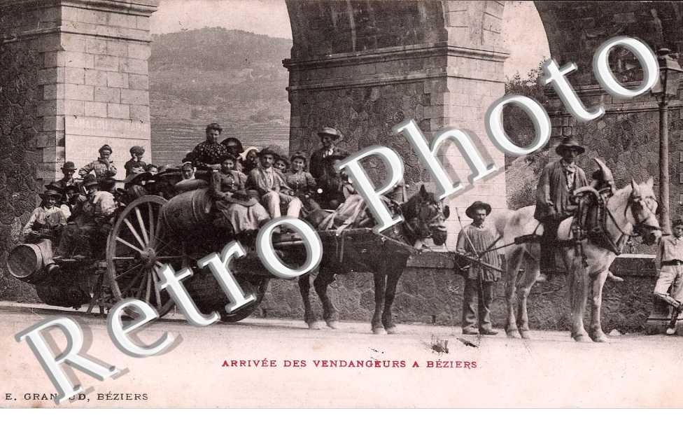 Arrivee des vendangeurs