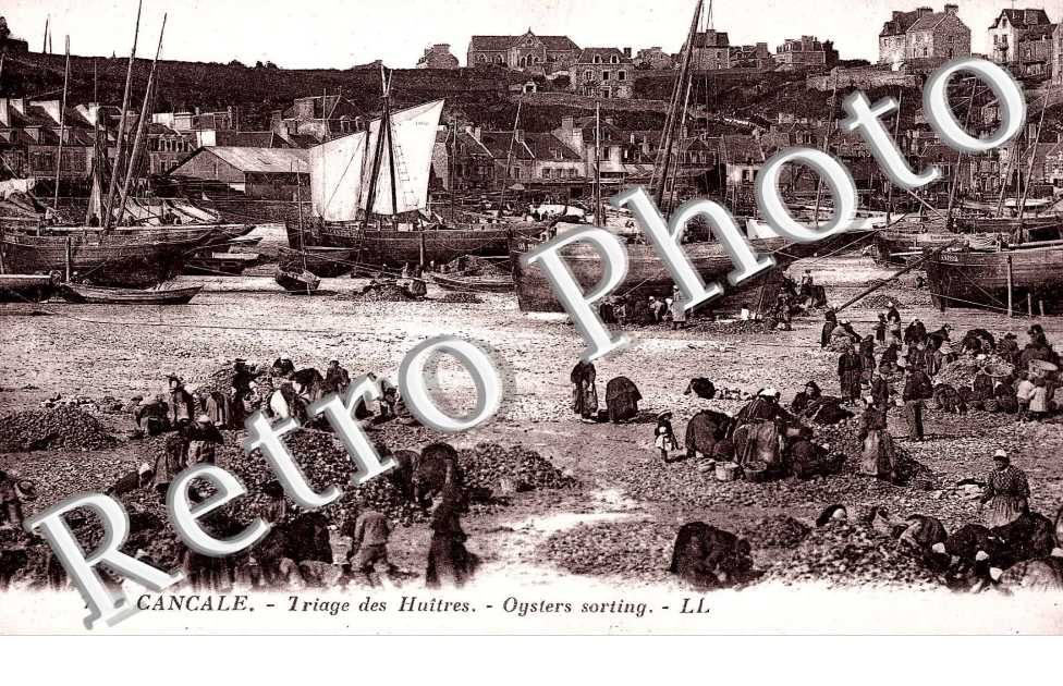 triage des huitres, oysters sorting
