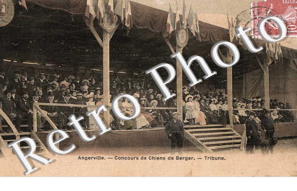 Concours de chiens de Berger
