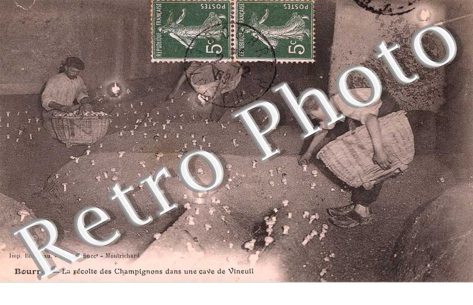 la recolte des champignons dans une cave de vineuil