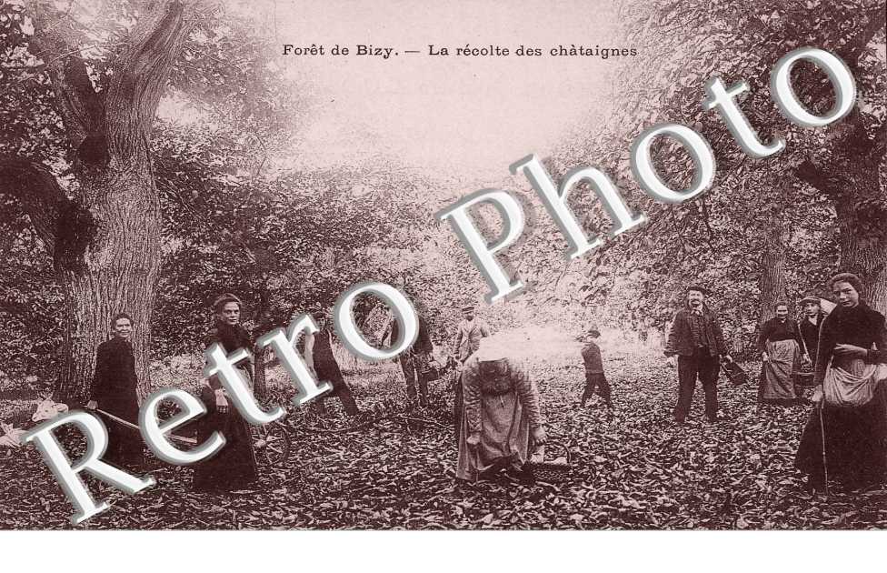 la recolte des chataignes