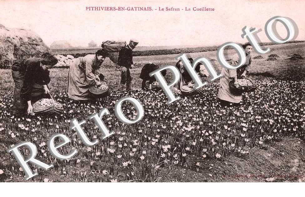 le safran, la cueillette