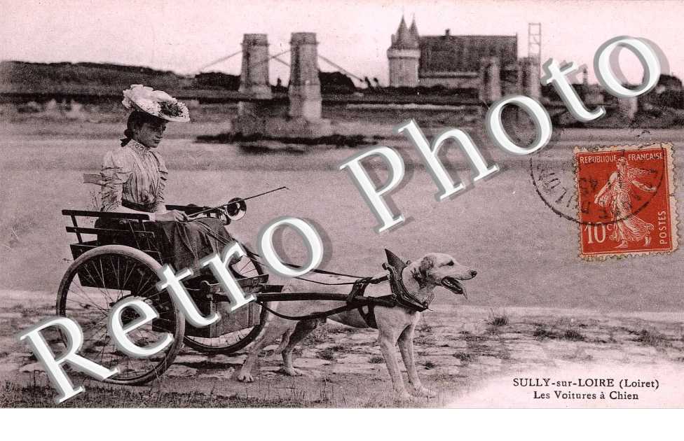 les voitures a chien