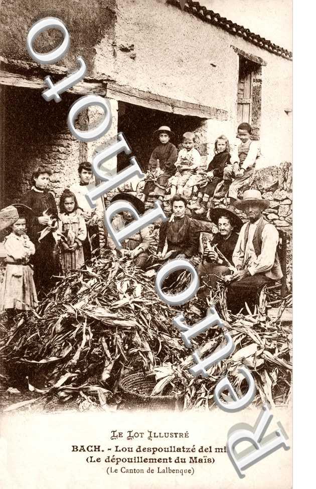 LE DEPOUILLEMENT DU MAIS