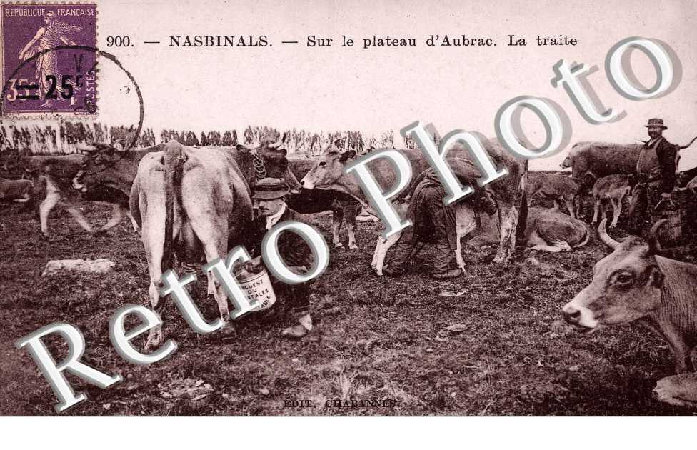 SUR LE PLATEAU D'AUBRAC LA TRAITE
