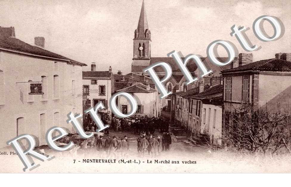 Le marche aux vaches