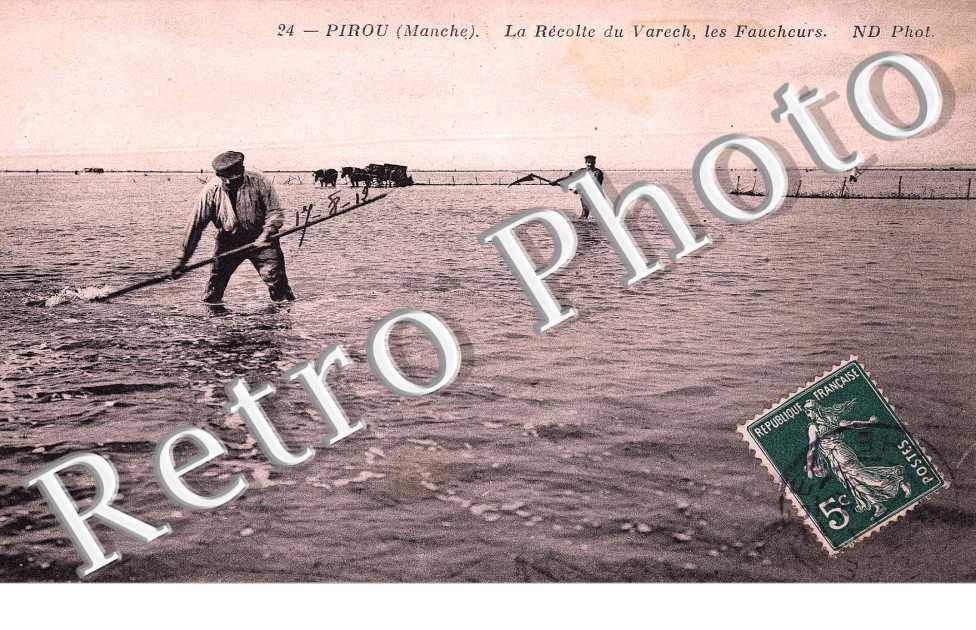 la recolte du varech, les faucheurs