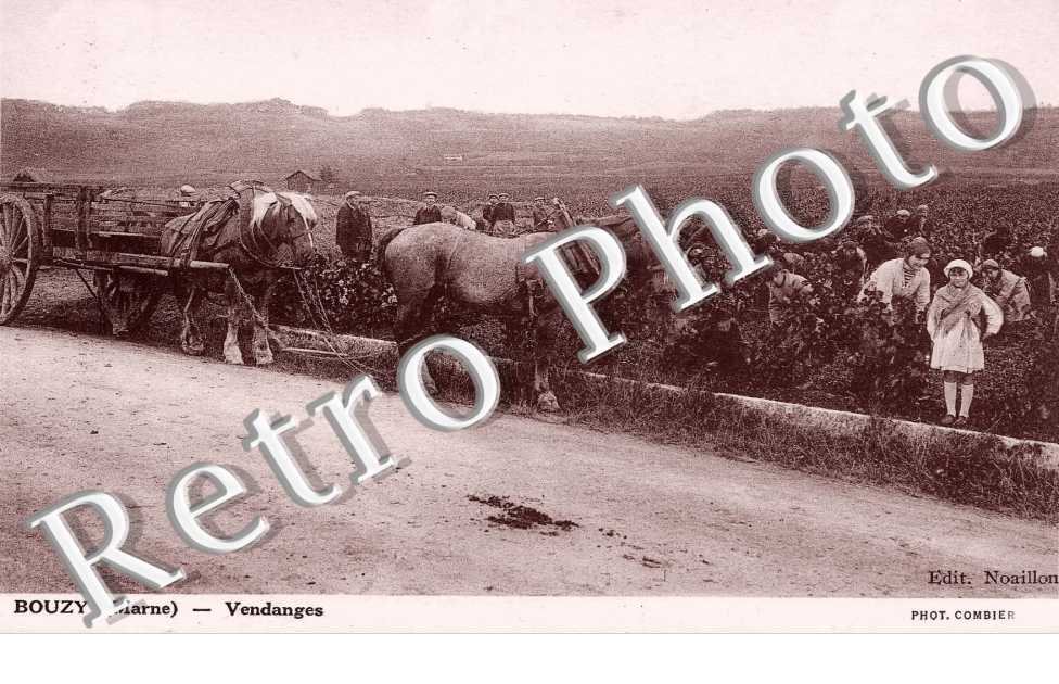 vendanges