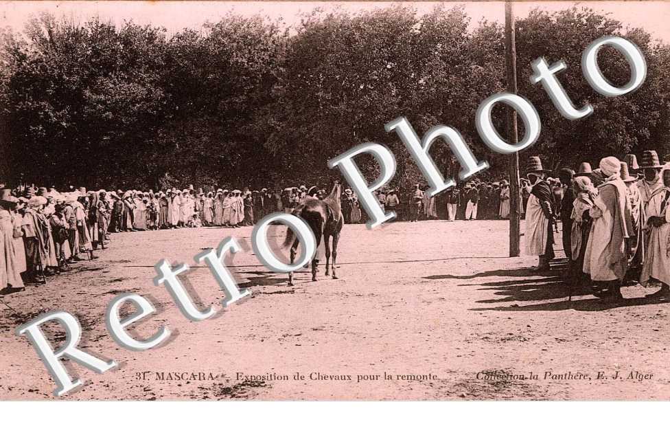 Exposition de Chevaux pour la remonte
