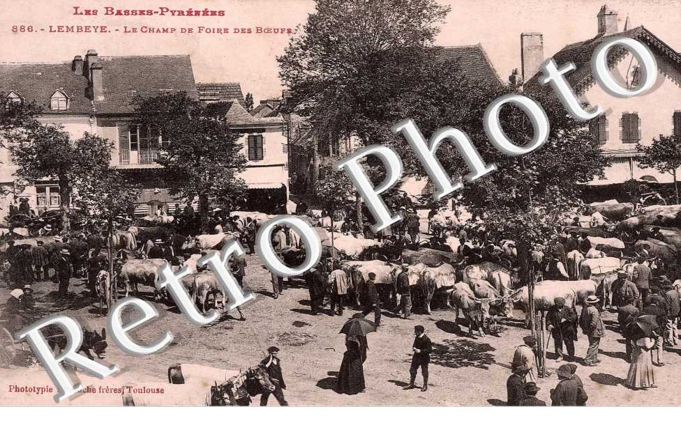 Le champ de foire aux boeufs