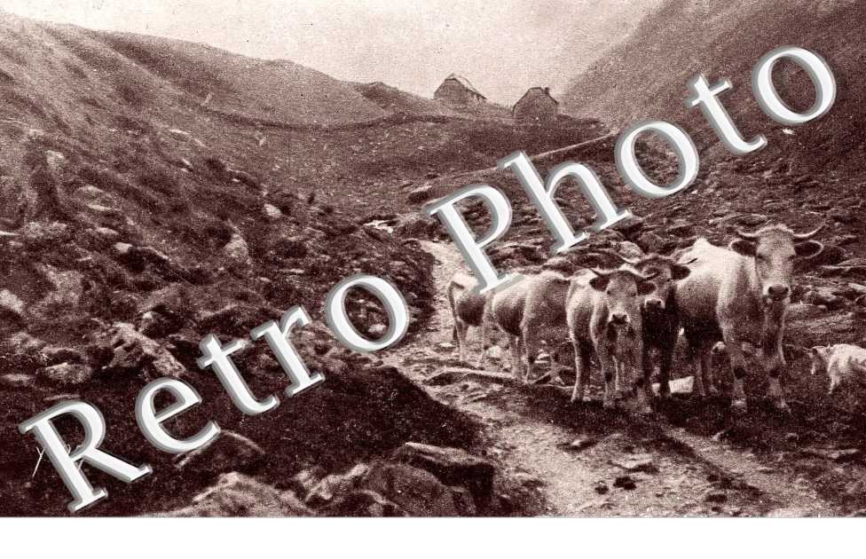 Un troupeau de vaches