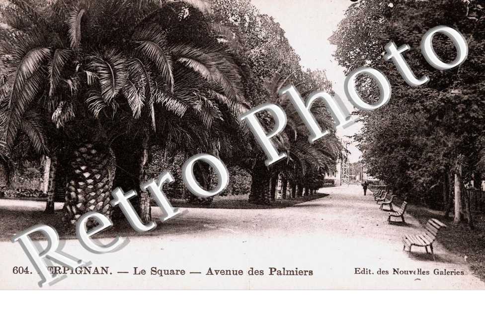 avenue des palmiers