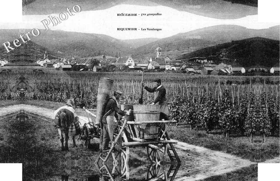 Les vendanges