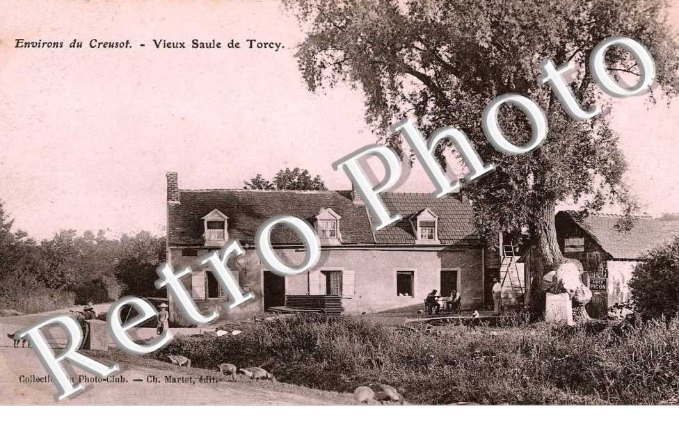 Vieux Saule
