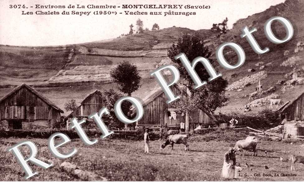 Les Chalets du Sapey, vaches aux pâturages