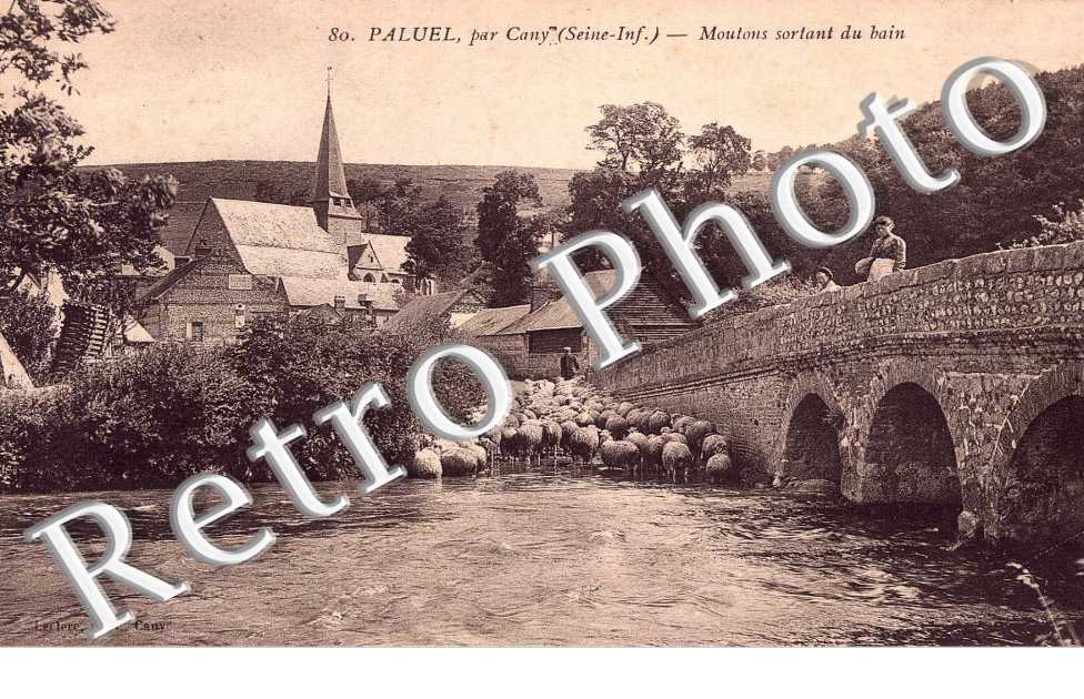 Moutons sortant du bain