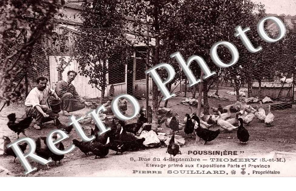 "La poussiniere" rue du 4 septembre - elevage prime - Pierre Souillard proprietaire