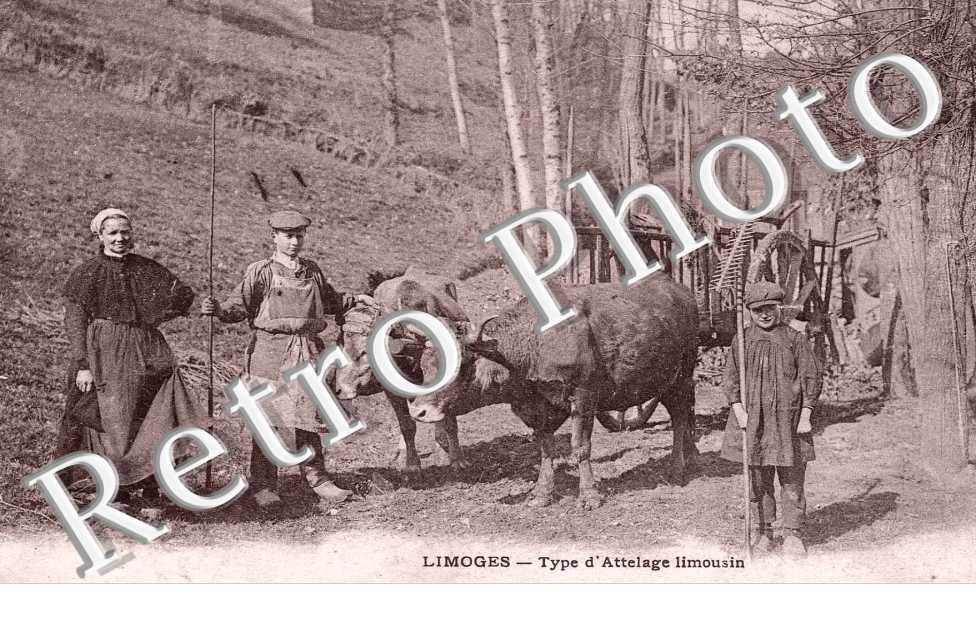 TYPE D'ATTELAGE LIMOUSIN
