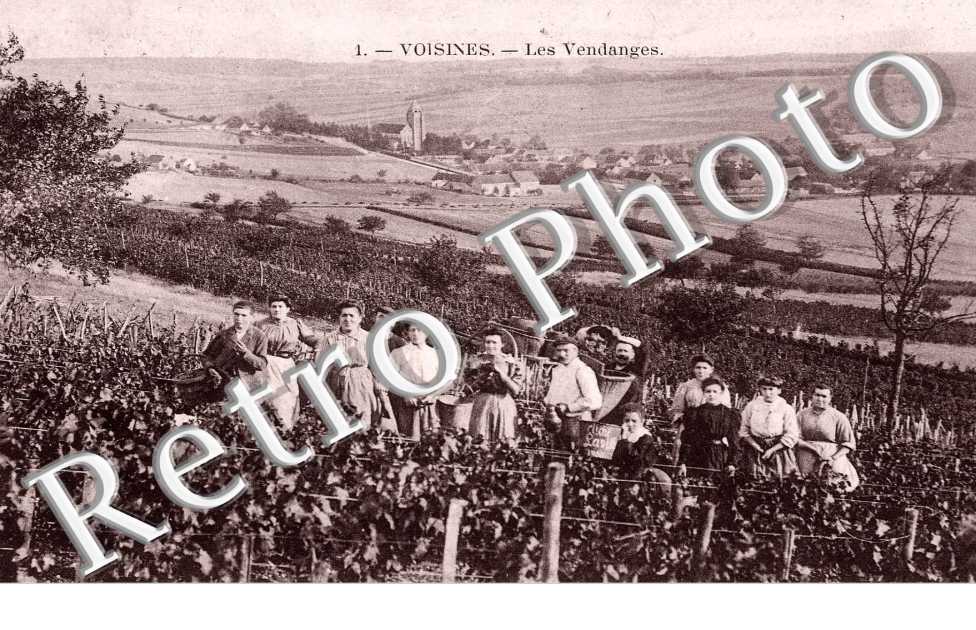 Les Vendanges