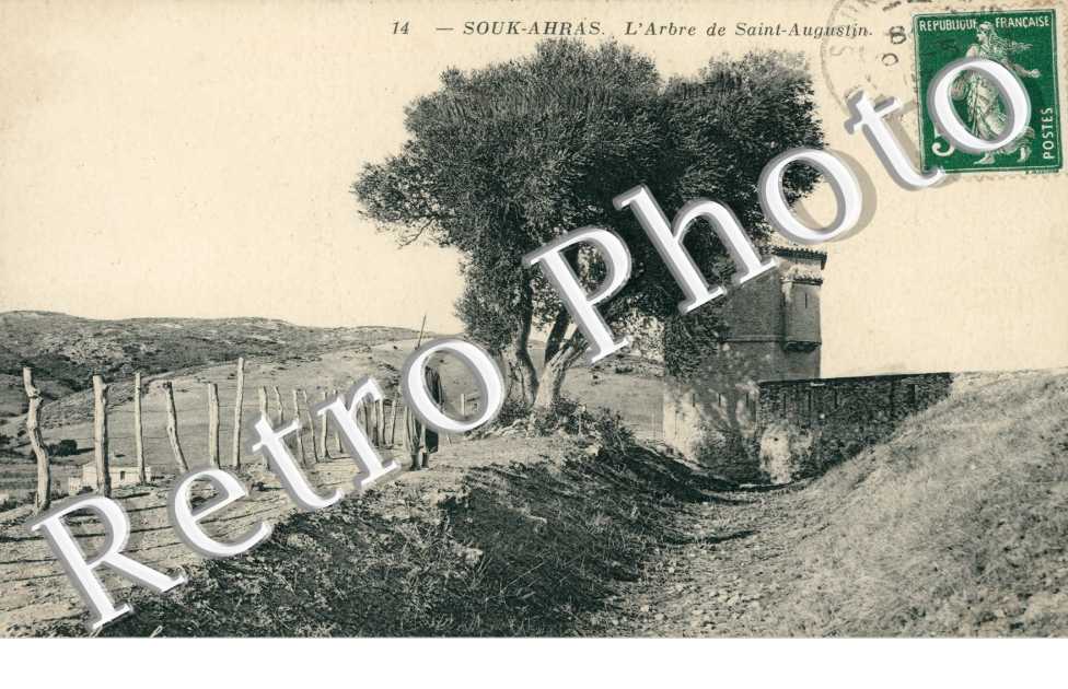 L'arbre de Saint-Augustin