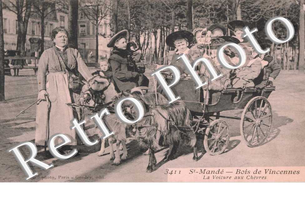 La voiture aux chevre - attelage de chevres