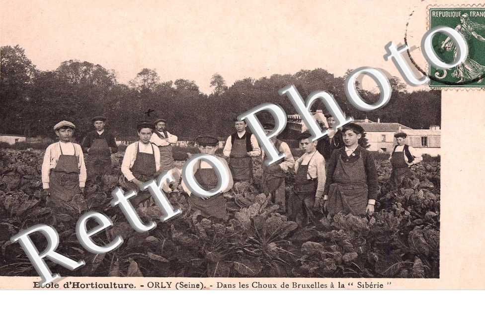 ecole d'horticulture, dans les choux de Bruxelles a la "Siberie"
