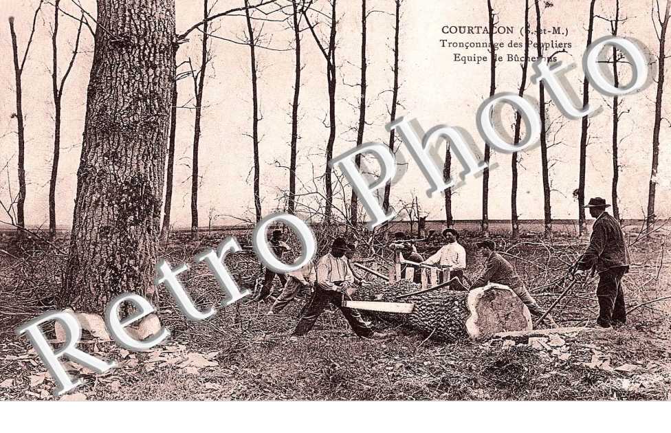 Tronconnage de peupliers - equipe de bucherons