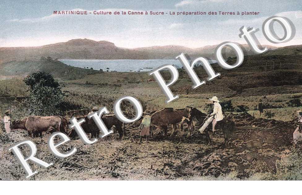 Culture de la Canne a Sucre, Preparation des Terres a planter