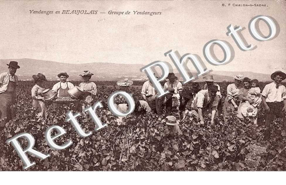 Groupe de Vendangeurs