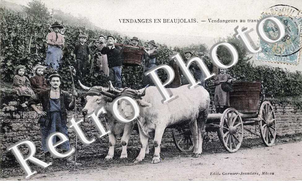 Vendangeurs au travail