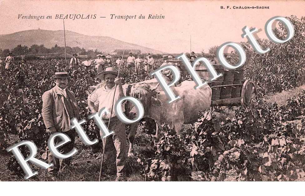 Transport de raisins
