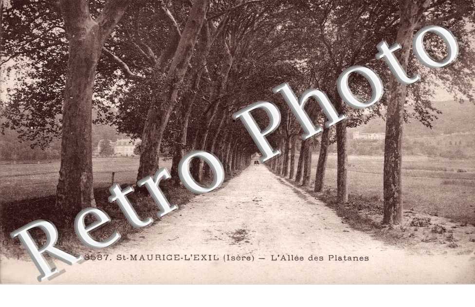 l'allee des platanes