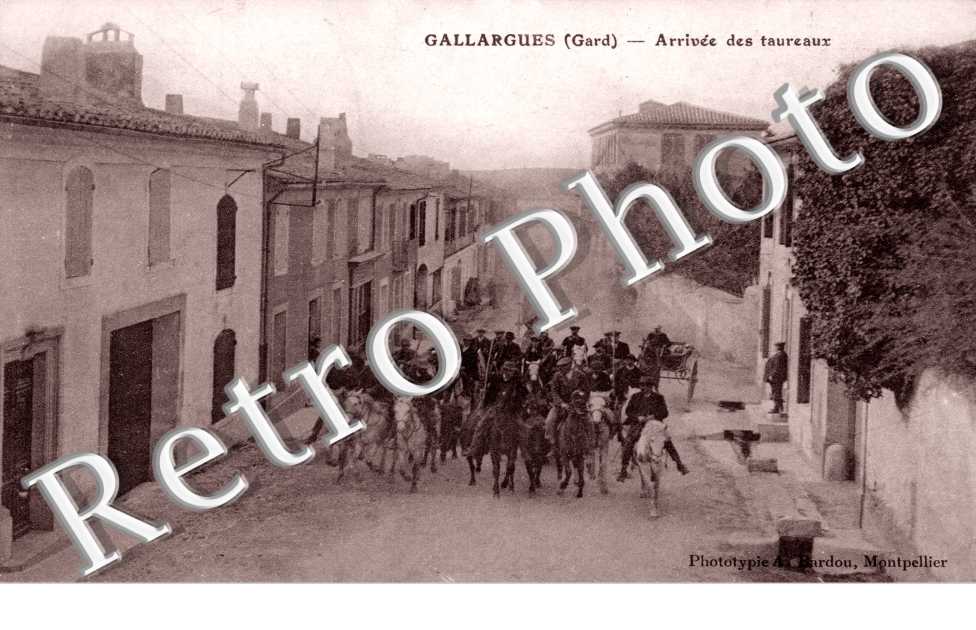 arrivee des taureaux