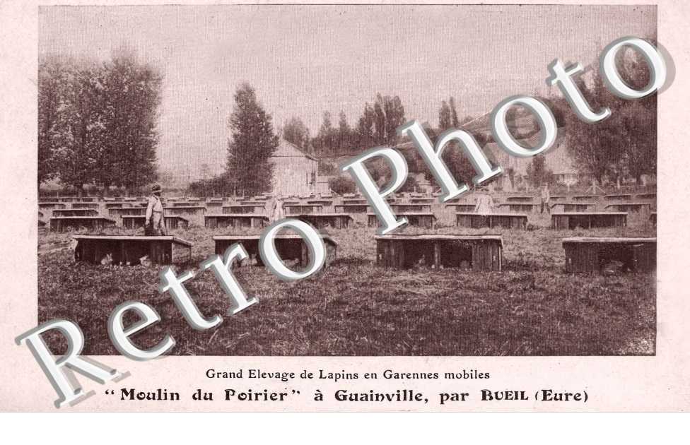 grand elevage de lapins en garennes mobiles, moulin du Poirier